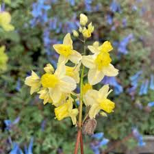 [4527] EPIMEDIUM VERSI.SULPHUREUM JAUNE (Persistant, 20/50)