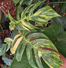 EPIPREMNUM PINNATUM AUREA