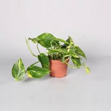 [4530] EPIPREMNUM PINNATUM AUREUM (Persistant, 250/300)