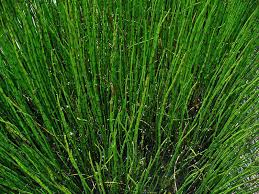 [4539] EQUISETUM FLUVIATILIS (Herbacé, 50/100)