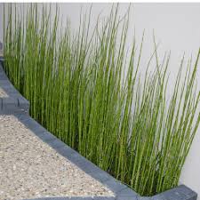 [4541] EQUISETUM JAPONICUM (Herbacé, 50/100)