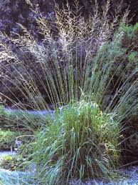 MOLINIA ARUNDI.KARL FOERSTER