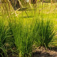 MOLINIA CAERULA