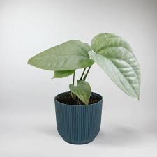 MONSTERA AMYDRIUM MEDIUM
