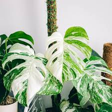 [8010] MONSTERA DELICIOSA VARIEGATA (Persistant, 200/250)