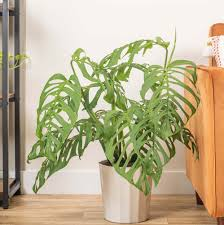 [8013] MONSTERA ESQUELETO (Persistant, 200/250)
