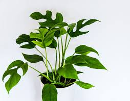 [8015] MONSTERA MINIMA (Persistant, 100/150)