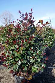 EUGENIA MYRTIFOLIA