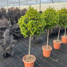 EUGENIA MYRTIFOLIA - TIGE