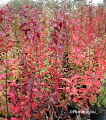[4699] EUONYMUS EUROPAEUS (Persistant, 200/250)