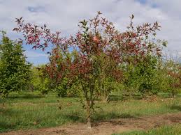 [4708] EUONYMUS EUROPAEUS RED CASCADE (Persistant, 150/200)