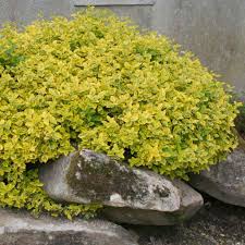 [4715] EUONYMUS FORT. EMERALD'N GOLD (Persistant, 50/100)