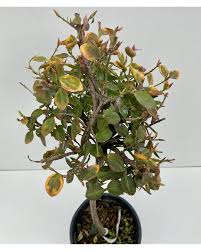 EUONYMUS FORT. EMERALD'N GOLD - QUART TIGE