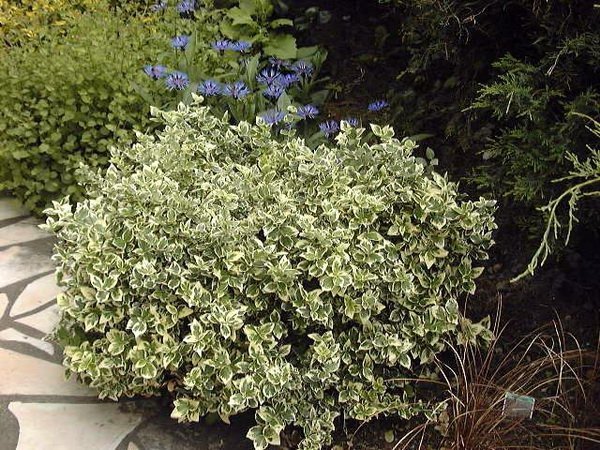 [4721] EUONYMUS FORTUNEI EMERALD GAIETY (Persistant, 50/100)