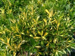 [4727] EUONYMUS JAP. AUREOPICTUS (LIVORNESE) (Persistant, 150/200)