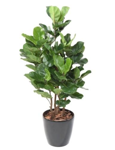 ARTIFICIEL FICUS LYRATA H105