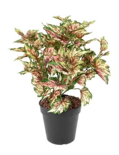 [1305] ARTIFICIEL BEGONIA REX PIQUE H37