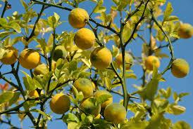 PONCIRUS TRIFOLIATA