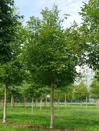 [6518] JUGLANS REGIA (NOYER) - DEMI TIGE