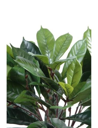 [1341] ARTIFICIEL CYATHISTIPULA H50