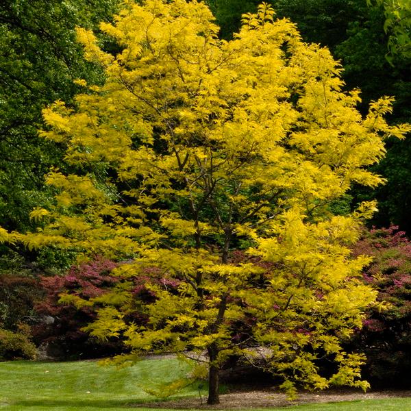 [5776] GLEDITSIA TRIACANTHOS SUNBURST - TIGE
