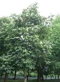 FIRMIANA SIMPLEX