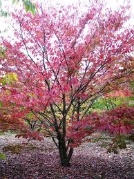 ZELKOVA SERRATA - CEPEE