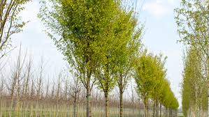 ZELKOVA SERRATA - TIGE