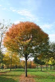 [12660] ZELKOVA SERRATA GREEN VASE