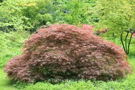 [0287] ACER PALMATUM BENI SHIDARE VALI