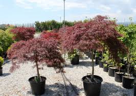 [0589] ACER PALMATUM STELLA ROSSA