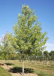 [0721] ACER SACCHARINUM (DASYCARPUM)