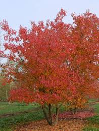 ACER TARTARICUM GINNALA - CEPEE