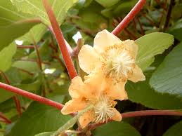 ACTINIDA CHINENSIS
