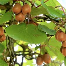 [0790] ACTINIDIA DELICIOSA (KIWI) JENNY