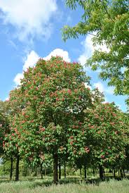 [0801] AESCULUS CARNEA