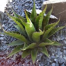 AGAVE GENTRYI JAWS