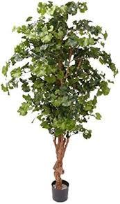[1176] ARBRE STABILISÉ - GINKGO (SWEET GINKGO)