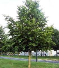 [1178] ARBRE STABILISÉ - HÊTRE COMMUN (FAGUS SYLVATICA)