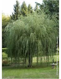 [1183] ARBRE STABILISÉ - SAULE PLEUREUR (WILLOW)