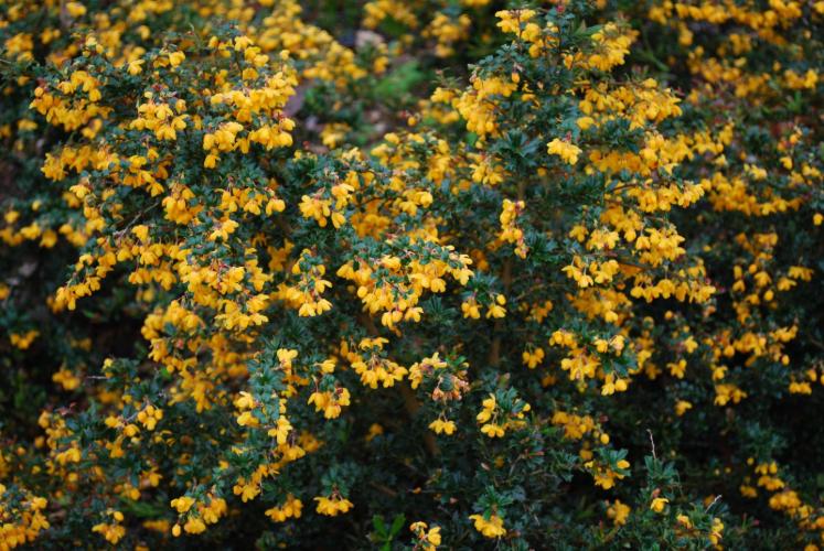 BERBERIS STENOPHYLLA