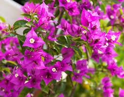 BOUGAINVILLIER