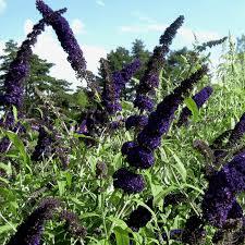 [2012] BUDDLEJA DAVIDII BLACK KNIGHT