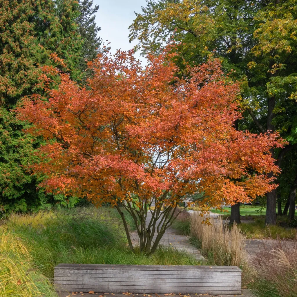 AMELANCHIER LAMARCKII (CANADENSIS) 100/125