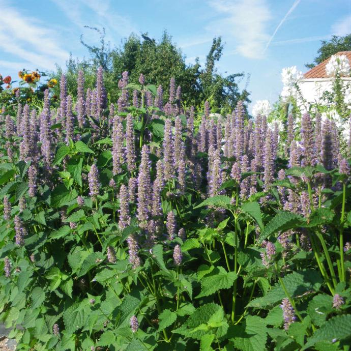 AGASTACHE FOENICULUM GDT