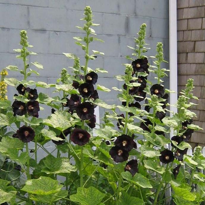 ALCEA ROSEA GDT (BLANC)