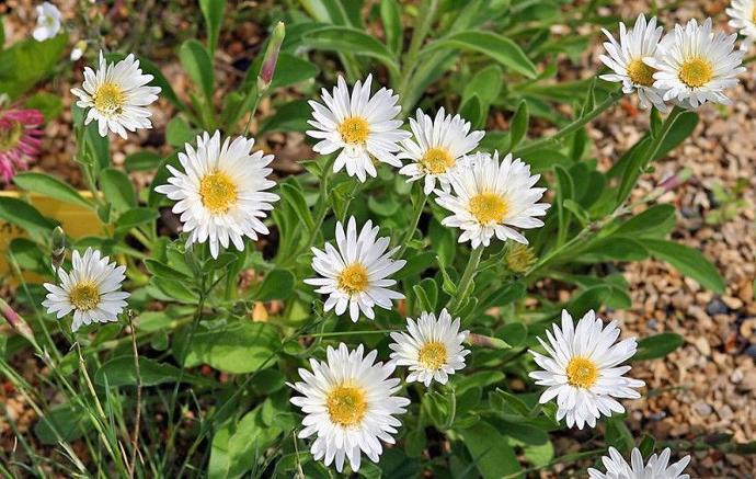 ASTER ALPINUS GDT (BLEU)