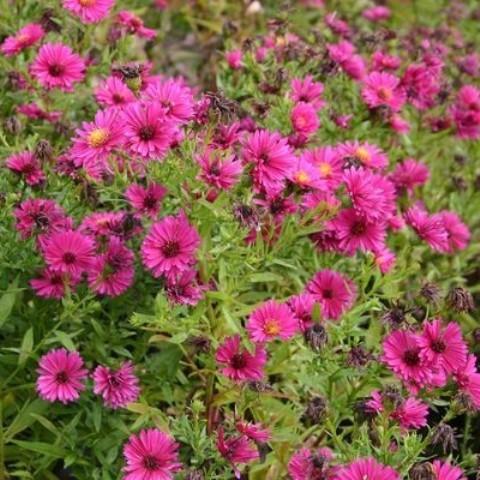 ASTER DUMOSUS GDT
