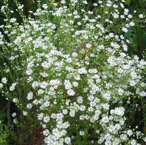 ASTER PRINGLEI GDT