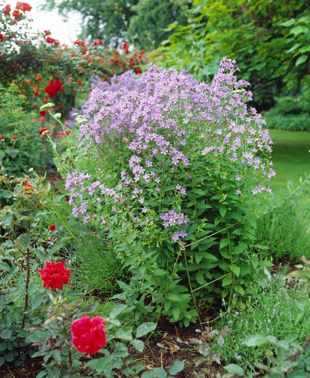 CAMPANULA LACTIFLORA GDT